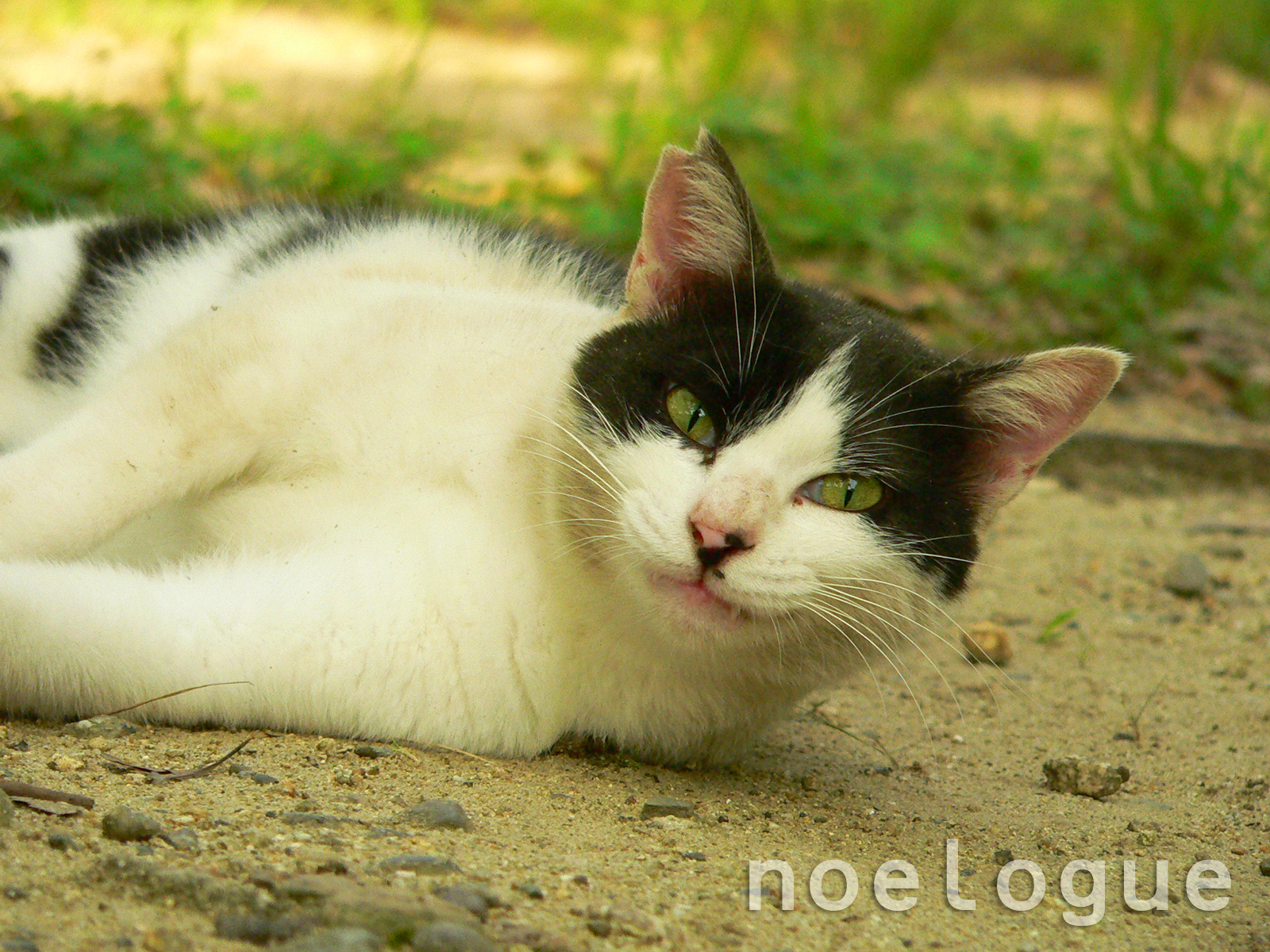 Noelogue 一日一猫 笑ってる